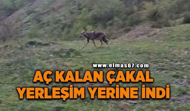 Aç kalan çakal yerleşim yerine indi
