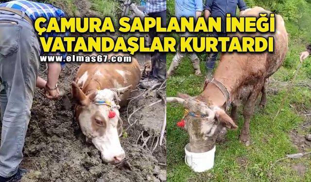 Çamura saplanan büyükbaş hayvanı vatandaşlar kurtardı