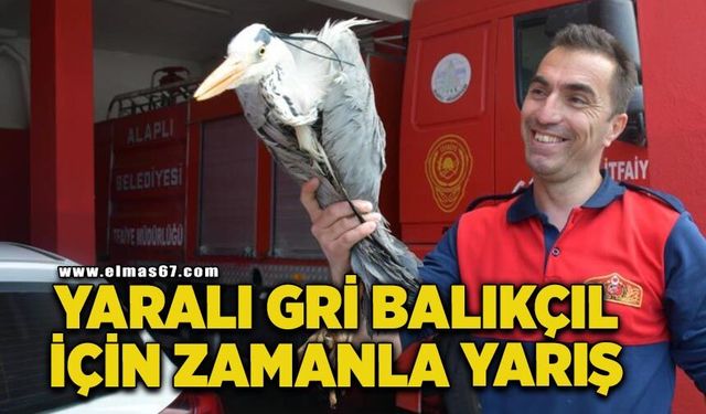 Yaralı gri balıkçıl için zamanla yarış