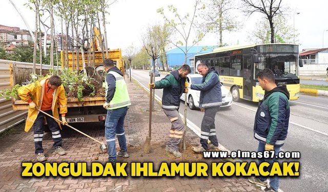 Zonguldak mis gibi ıhlamur kokacak!