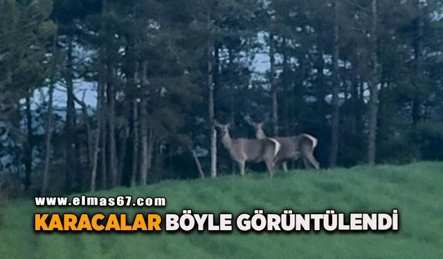 Karaca sürüsü köy yolunda görüntülendi