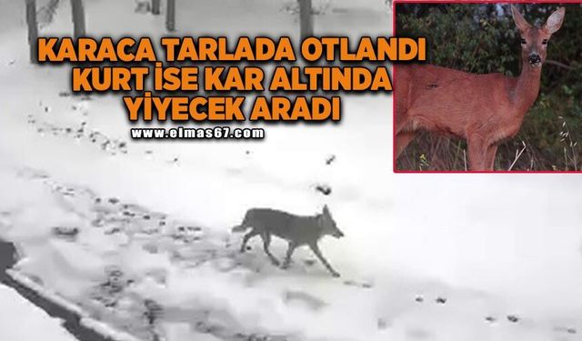 Karaca tarlada otlandı, kurt ise kar altında yiyecek aradı