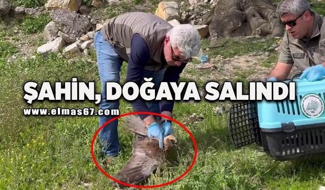 Bitkin halde bulunan kızıl şahin tedavisinin ardından doğaya salındı