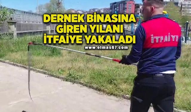 Dernek binasına giren yılanı itfaiye yakalayıp doğaya saldı