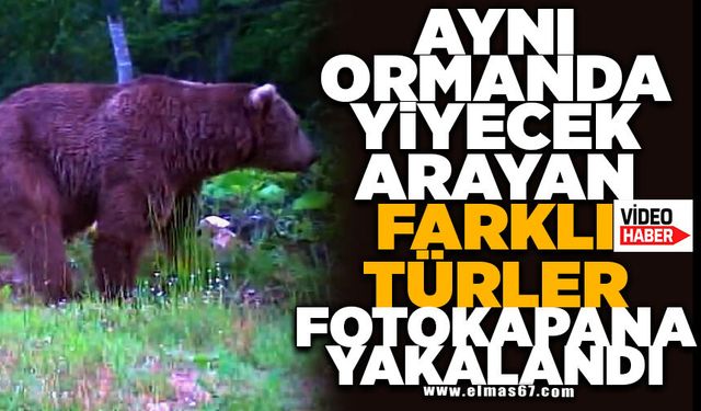 Aynı ormanda yiyecek arayan farklı türler fotokapana yakalandı