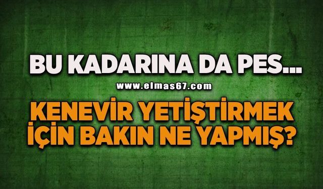 Kenevir yetiştirmek için iklimlendirme sistemi kurmuş