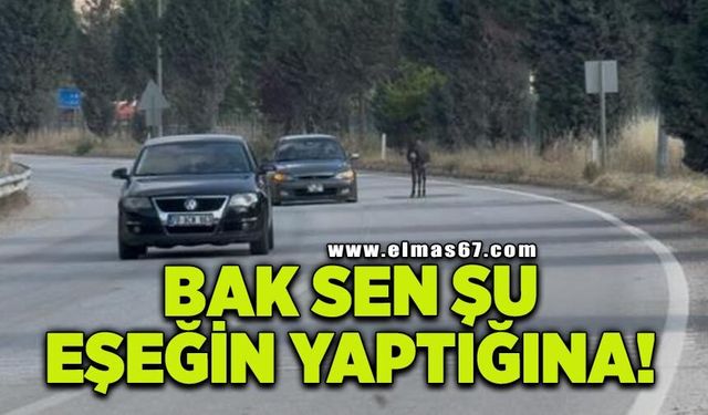 Kara yoluna çıkan eşek trafiği tehlikeye düşürdü