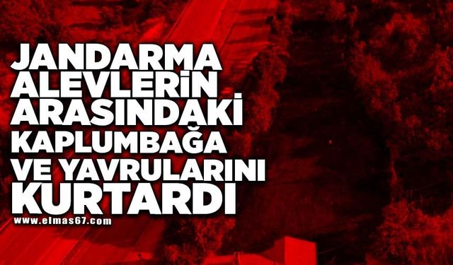 Jandarma, alevlerin arasındaki kaplumbağa ve yavrularını kurtardı