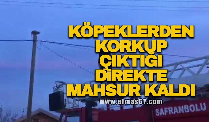 Köpeklerden korkup çıktığı direkte mahsur kaldı