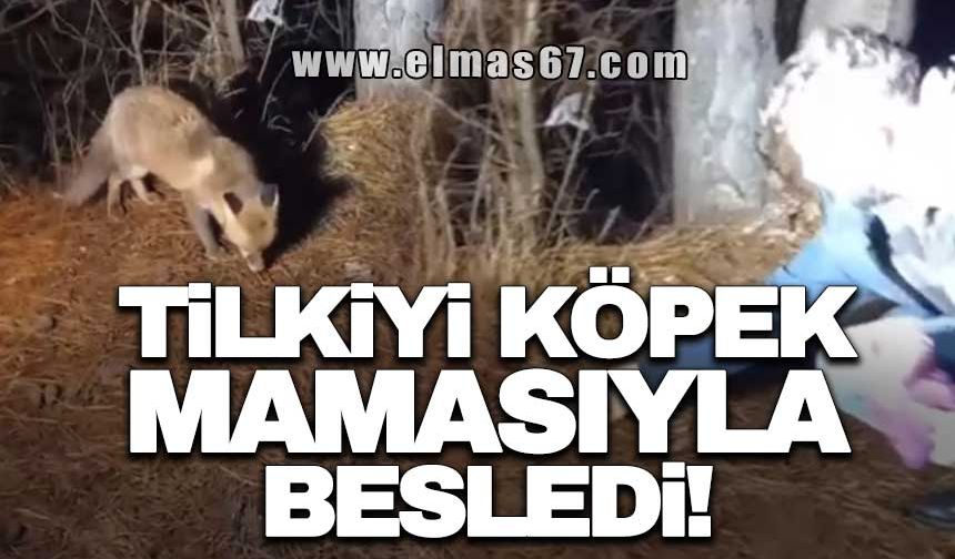 TİLKİYİ KÖPEK MAMASIYLA BESLEDİ!