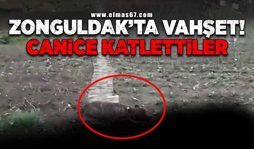 Zonguldak'ta vahşet! Canice katlettiler