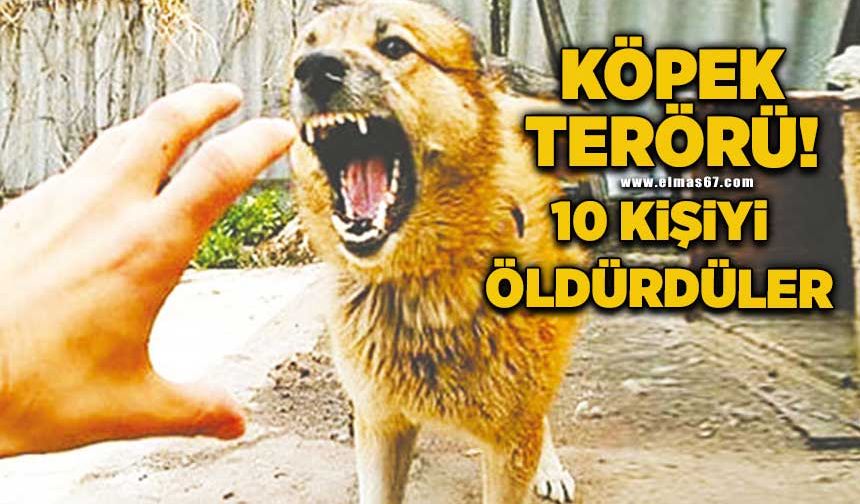 Köpek terörü büyüyor: 10 kişiyi öldürdüler!