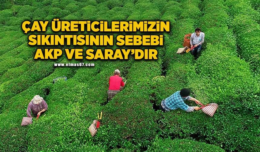 “Çay üreticilerimizin yaşadığı sıkıntının nedeni AKP iktidarıdır”