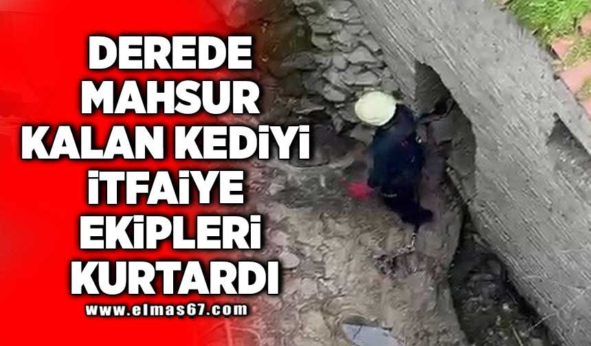 Derede mahsur kalan kediyi itfaiye ekipleri kurtardı