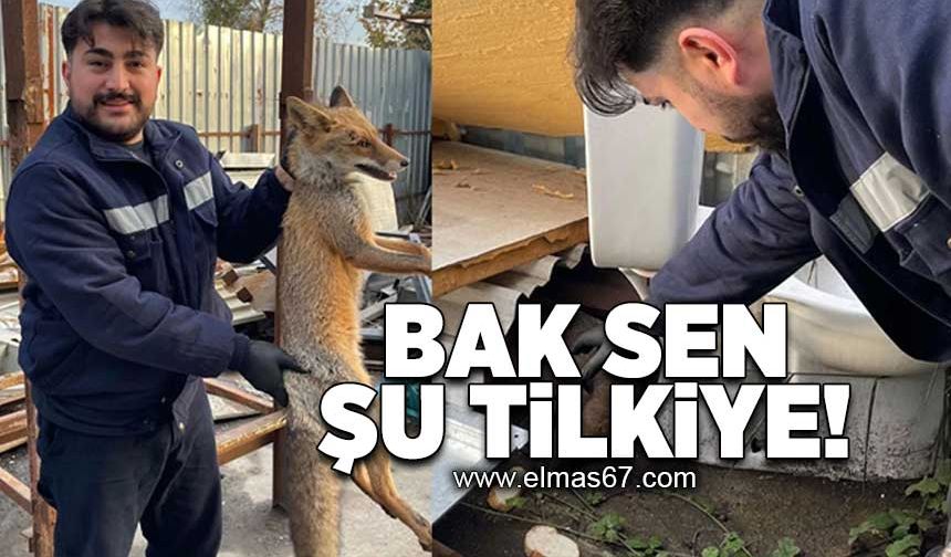 Bak sen şu tilkiye!