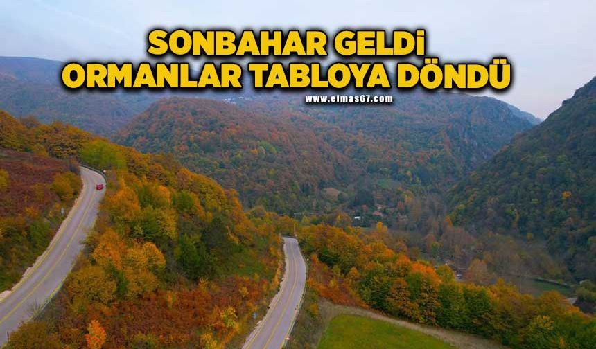 Sonbahar geldi, ormanlar tabloya döndü