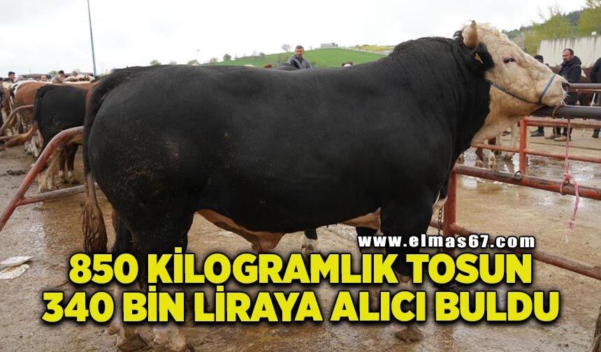 850 kilogramlık tosun 340 bin liraya alıcı buldu