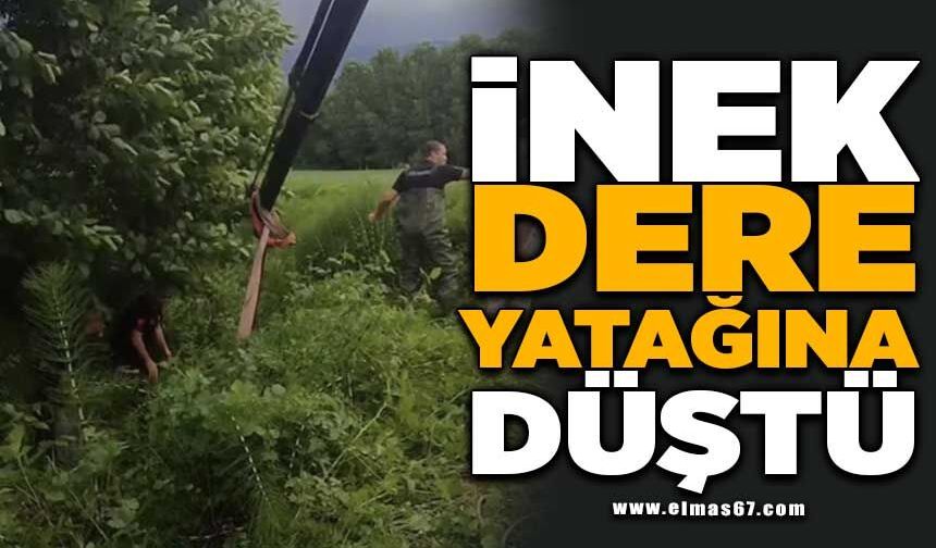 Dere yatağına düşen inek vinç yardımıyla kurtarıldı