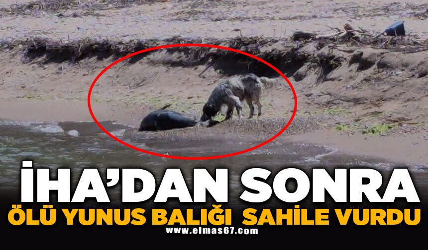İHA'dan sonra ölü yunus balığı sahile vurdu