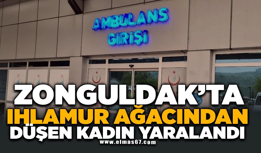 Ihlamur ağacından düşen kadın yaralandı