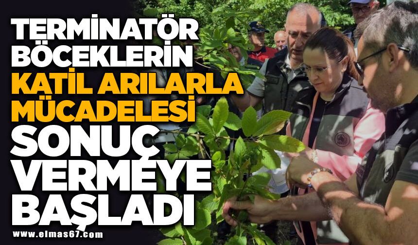 Terminatör böceklerin katil arılarla mücadelesi sonuç vermeye başladı
