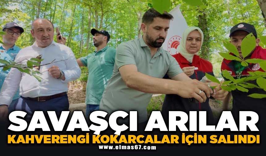 Savaşçı arılar kahverengi kokarcalar için salındı