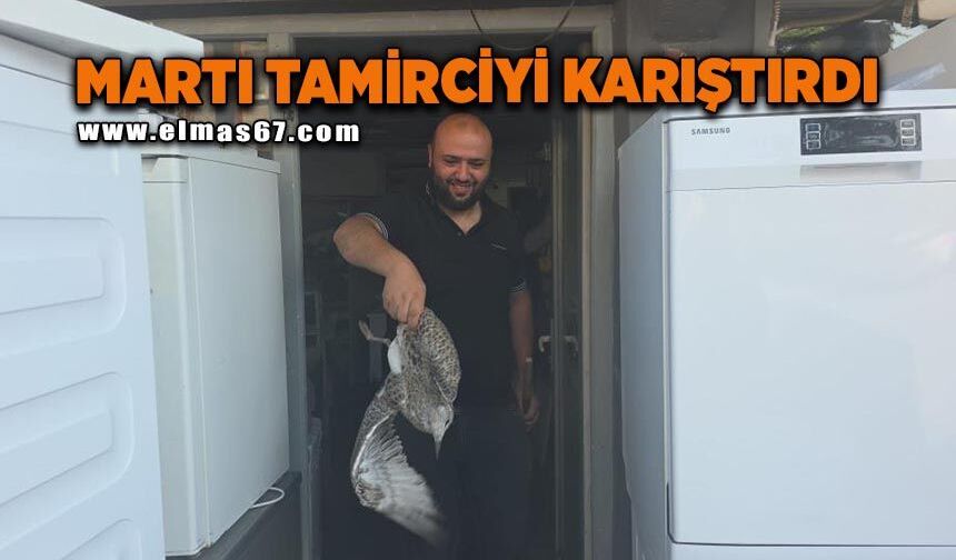 Martı yavrusu beyaz eşya tamircisini karıştırdı