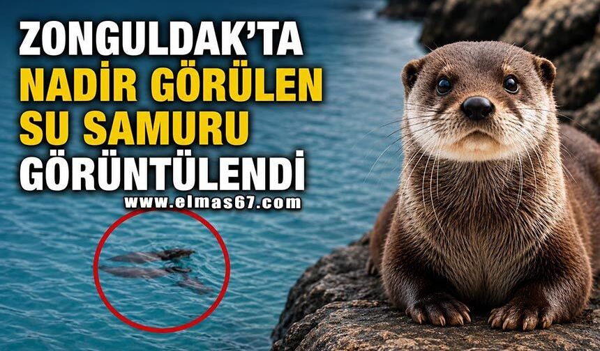 Nadir görülen su samuru görüntülendi