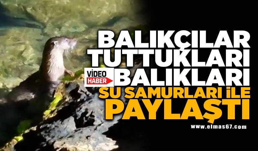 Balıkçılar tuttukları balıkları su samurları ile paylaştı