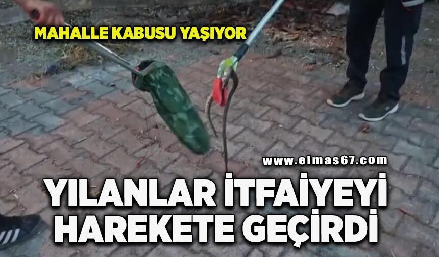 Yerleşim alanlarında görülen yılanlar itfaiyeyi harekete geçirdi