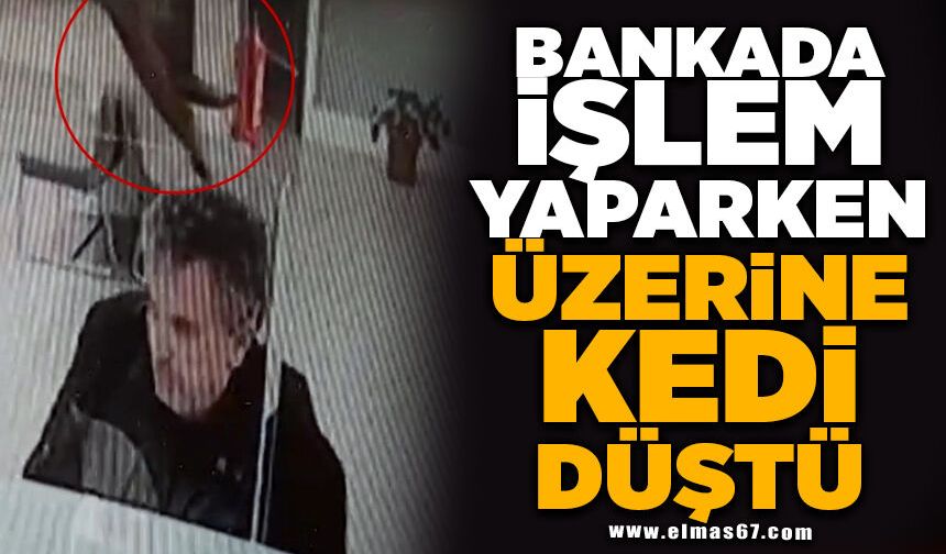Bankada işlem yaparken üzerine kedi düştü