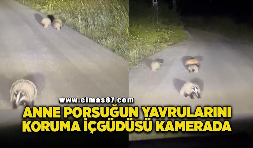 Anne porsuğun yavrularını koruma içgüdüsü kamerada