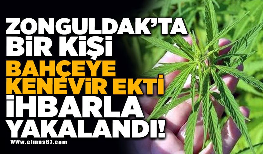 Bahçeye kenevir ekti, ihbarla yakalandı