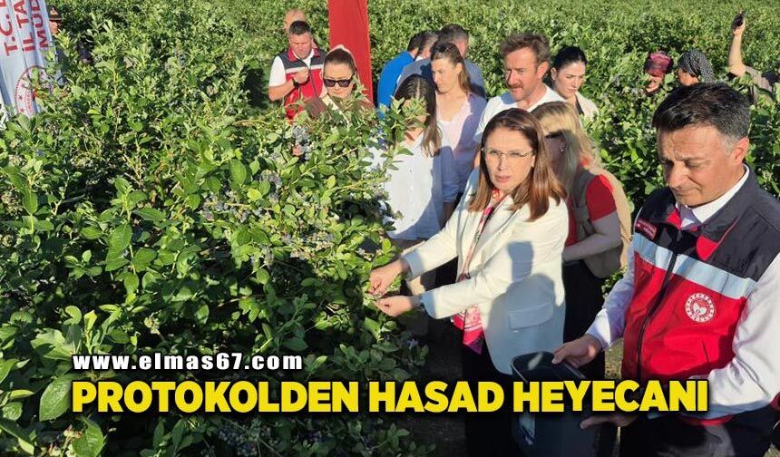 Yaban mersini meyvesinde yüksek rekolte