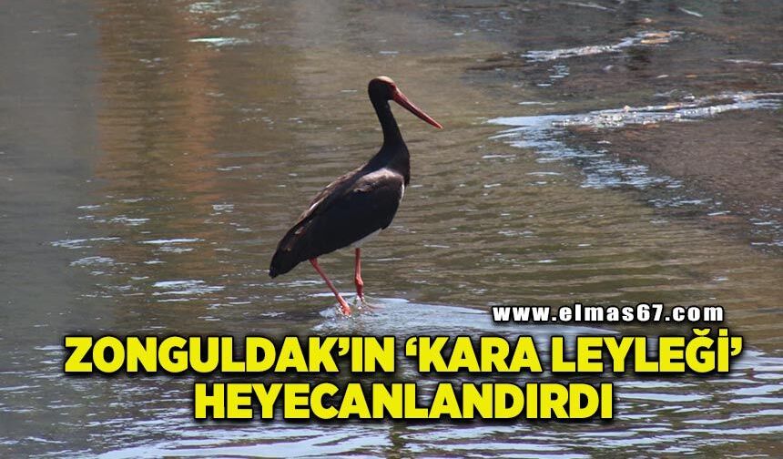 Nadir görülen kara leylek Üzülmez DSİ Deresi’nde