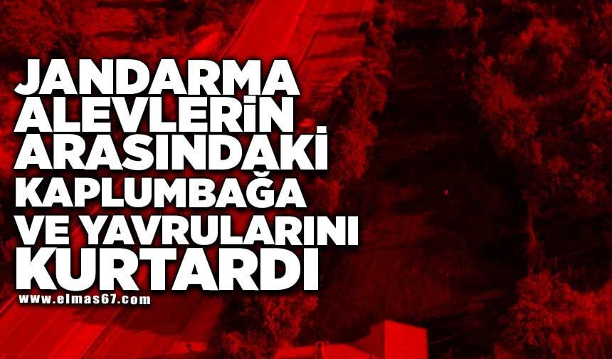 Jandarma, alevlerin arasındaki kaplumbağa ve yavrularını kurtardı