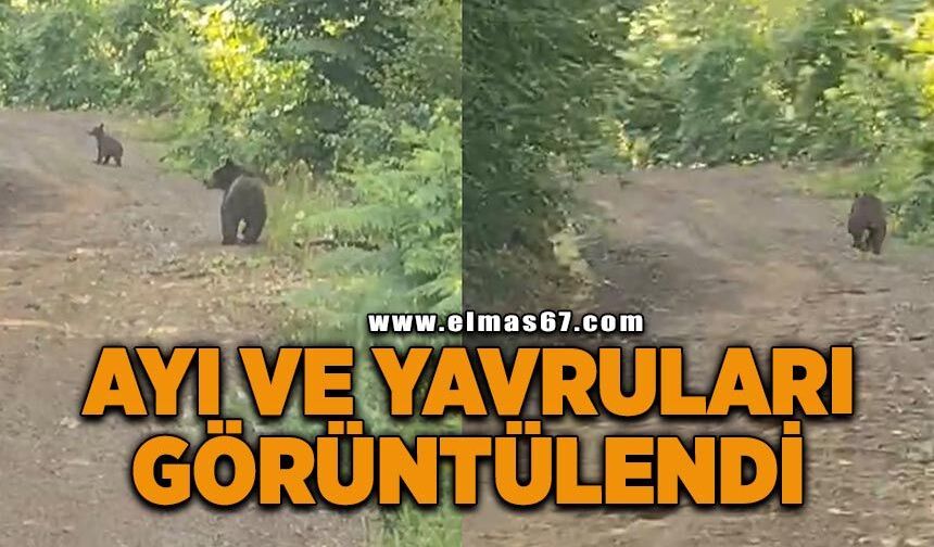 Yaylaya giderken ayı ve yavrularıyla karşılaştılar