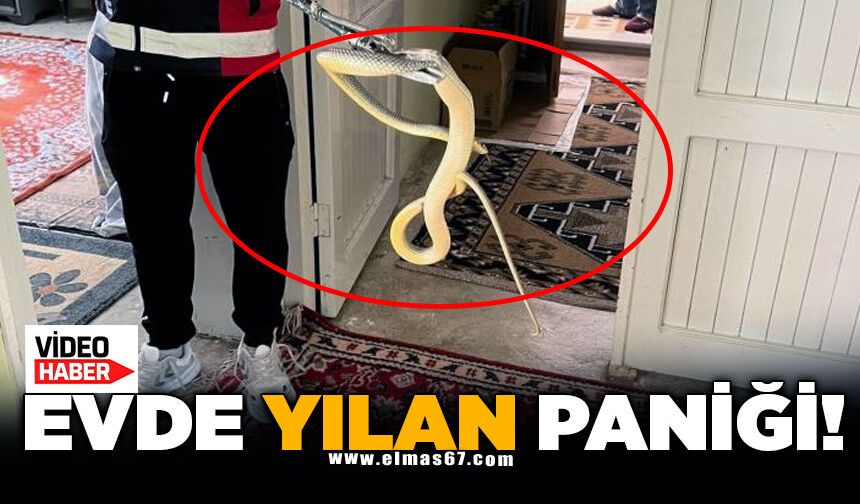 Evde yılan paniği