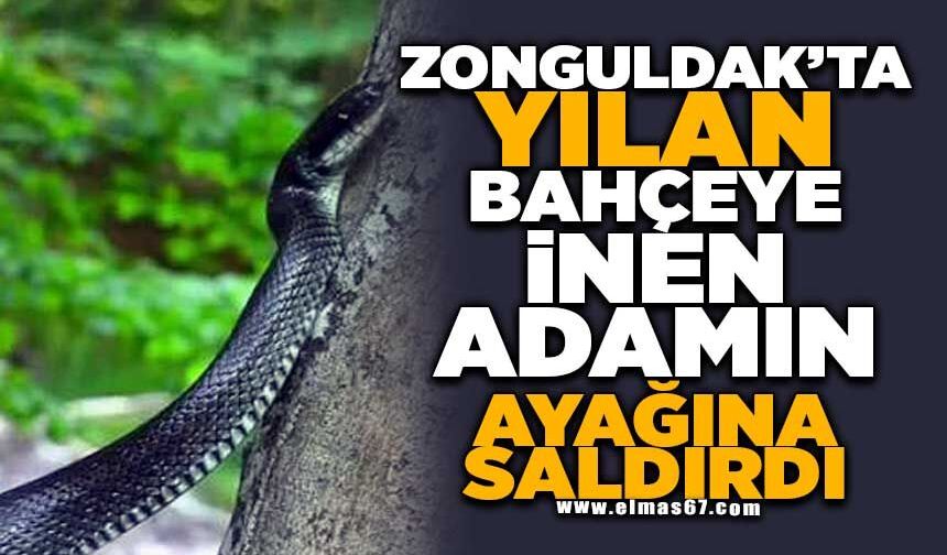 Yılan, bahçeye inen adamın ayağına saldırdı